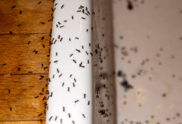 Best Cockroach Control Services  in Nephi, UT